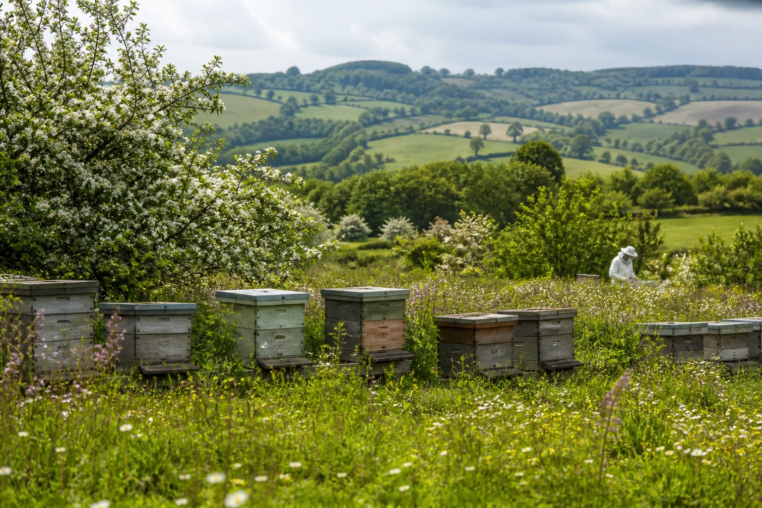 Traditional beehives among wildflowers and blossom in rolling British countryside