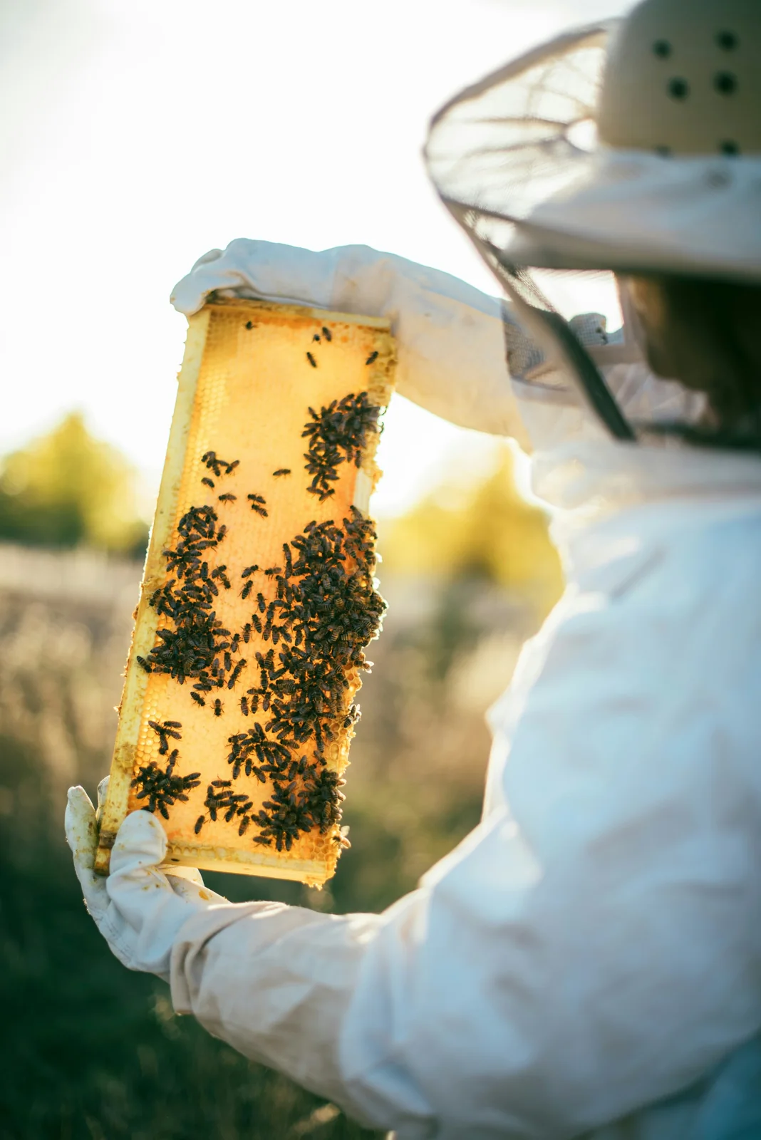A beekeeper holding a naturally backlit honey frame filled with bees